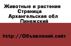  Животные и растения - Страница 23 . Архангельская обл.,Пинежский 